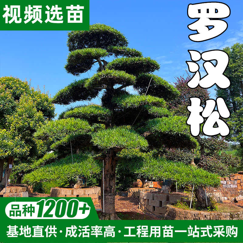 小叶雀舌盆载罗汉松大树苗大型盆景老桩迎客真树室外庭院造型树