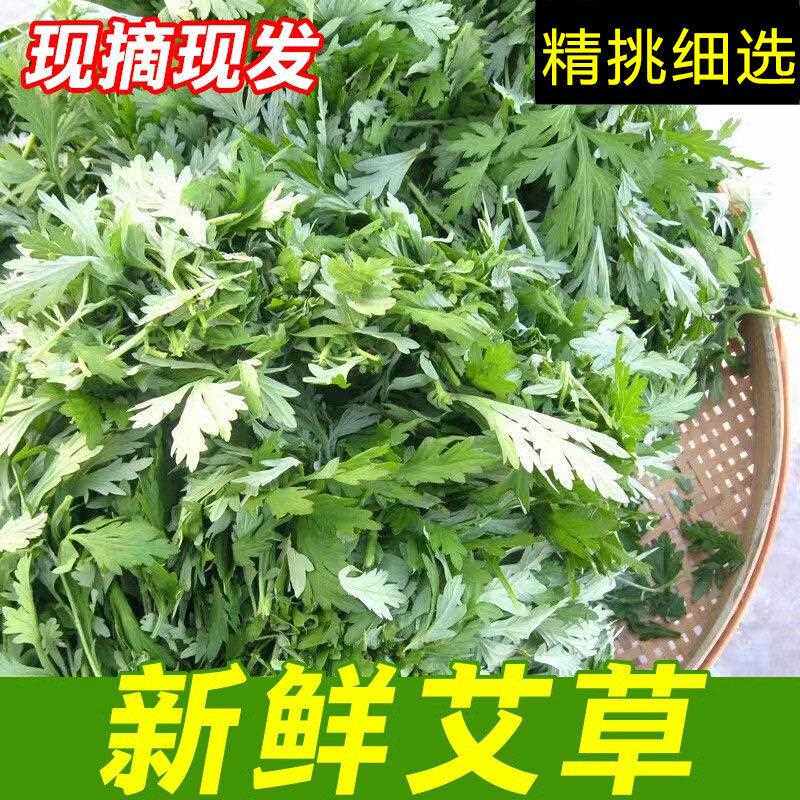 梅州客家新鲜现摘艾草食用艾叶自家种植艾蒿青蒿青团原料零售