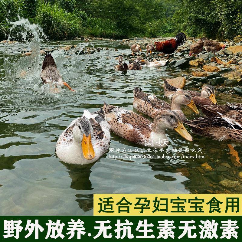 鸭子正宗土鸭麻鸭雁鸭农家散养水鸭公鸭母鸭整祇生鲜鸭肉新鲜现杀