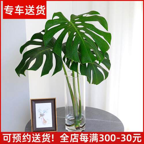 水培龟背竹 净化空气吸甲醛植物盆栽 水生花卉 办公室内绿植绿化
