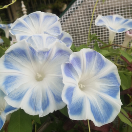 台湾花轮丰花耐热大花日系朝颜爬藤牵牛花可阳台盆栽庭院38