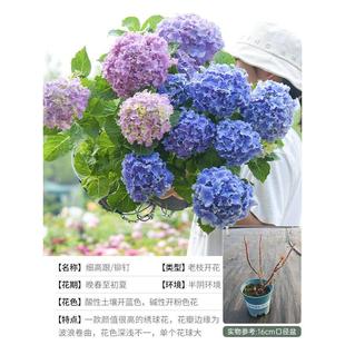 铆钉大边 蒂花卷花卉跟阳台细高花园蓝庭院植物绣球花海可调盆栽