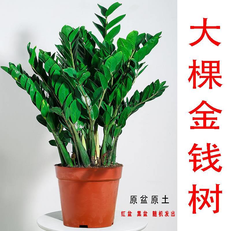 一件代发金钱树盆栽植物客厅大盆摆件发财树钱串子绿植阳台四季