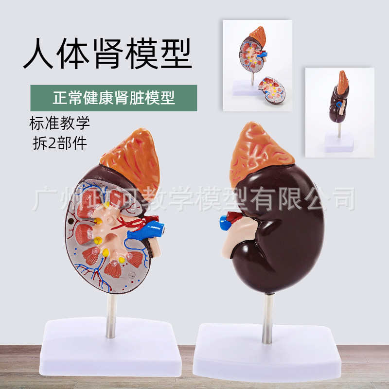 正常肾脏模型人体内脏模型健康肾自然大肾解剖附肾上腺模型标本