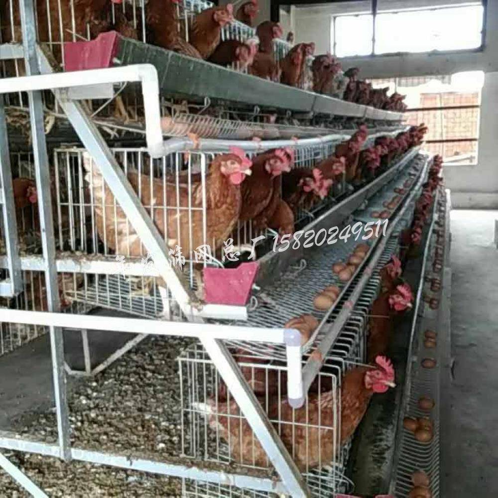 广州厂家现货供应养殖蛋鸡笼具蛋鸡铁丝网笼圈养阶梯式
