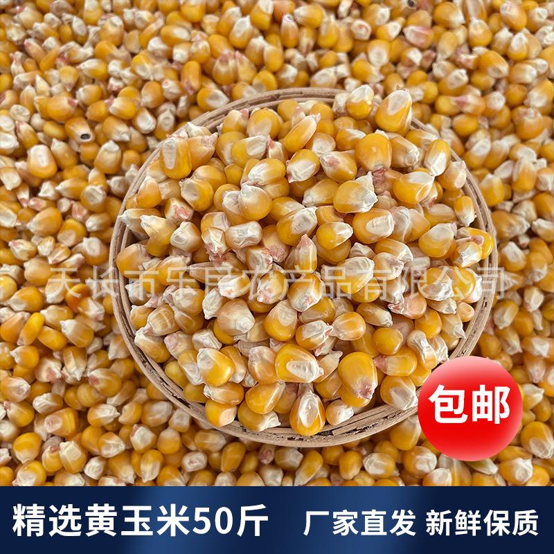 枭龙鸽粮 精选中粒黄玉米50斤 赛鸽信鸽喂鸡鸭鹅家禽新杂粮