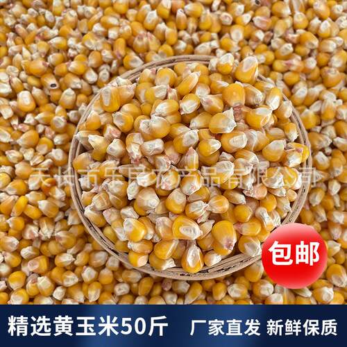 枭龙鸽粮 精选中粒黄玉米50斤 赛鸽信鸽喂鸡鸭鹅家禽新杂粮