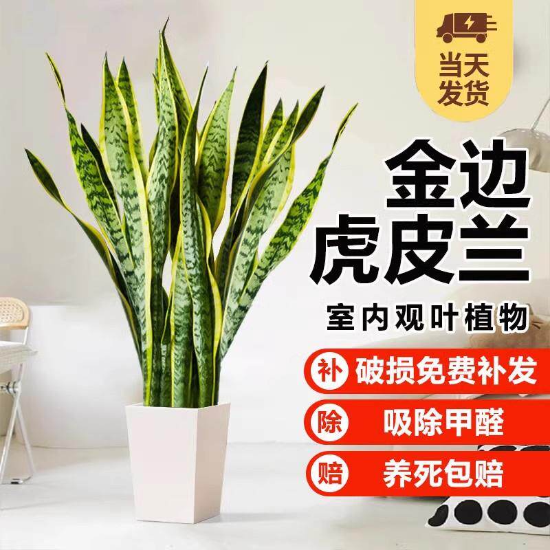 金边虎皮兰绿植盆栽室内大型花卉客厅吸甲醛多肉植物好养活虎尾兰