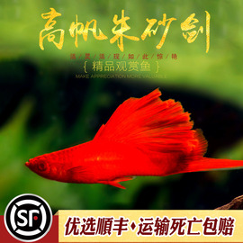 红鱼高帆朱砂红箭红菊花狼牙帆鱼红玛丽胎生鱼热带观赏小鱼