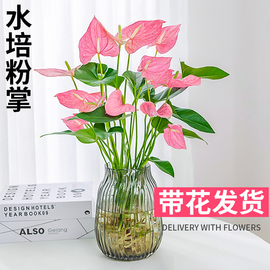 水培植物粉掌盆栽水养红掌，鲜花绿植办公室内桌面，好养活秋冬开花卉