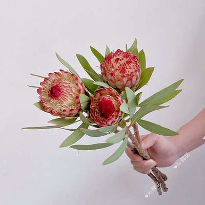 进口稀有小众罗波金公主花鲜花家居插花水养花期长可做干花送花
