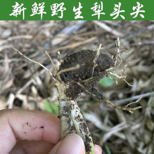 新鲜犁头尖茨菇七百步还原金半夏野附子芋头七打麻刺小独脚莲顺丰