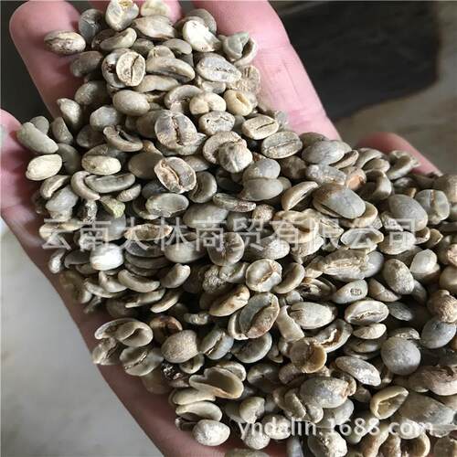 空壳豆 云南保山小粒咖啡 AB豆级 无黑豆 碎豆 磨粉 提取
