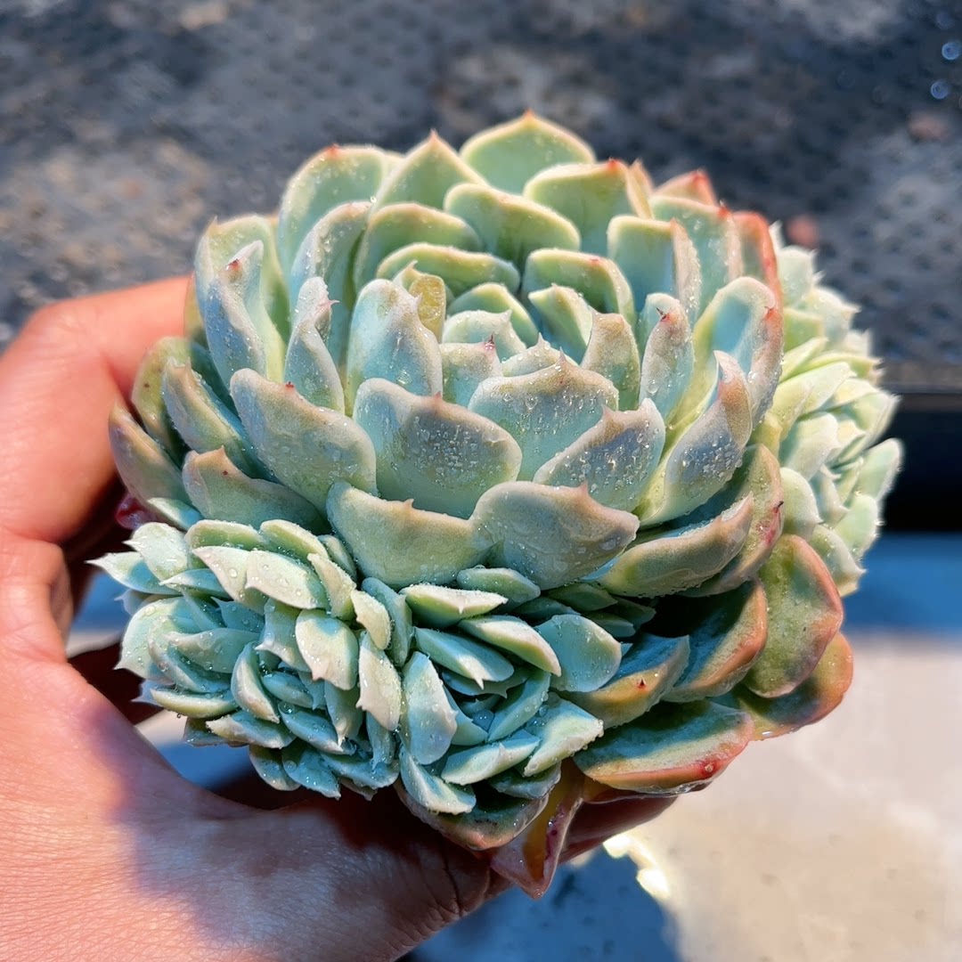 24多肉38包邮雅典娜4