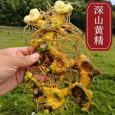 【山区鲜黄精】大别山农家老虎姜山姜现挖现卖 鸡头黄精包邮500克