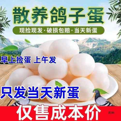 新鲜鸽子蛋成年信鸽草鸽蛋农家散养土鸽60枚宝宝儿童孕妇