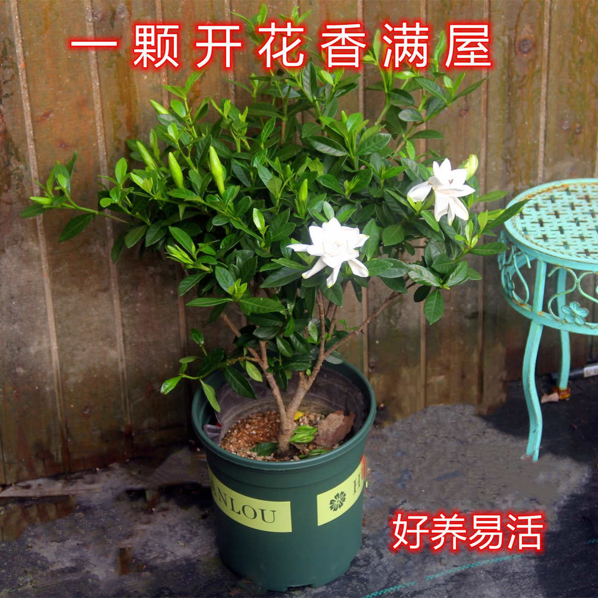 独杆小叶栀子花盆栽老桩开花浓香室内阳台庭院多年生植物耐热耐寒
