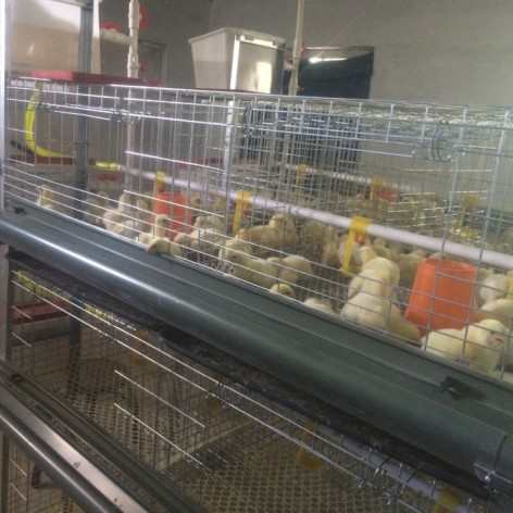 小鸡笼子育雏笼子小点蛋鸡笼加密加粗防跑养殖笼四层立体养鸡设备