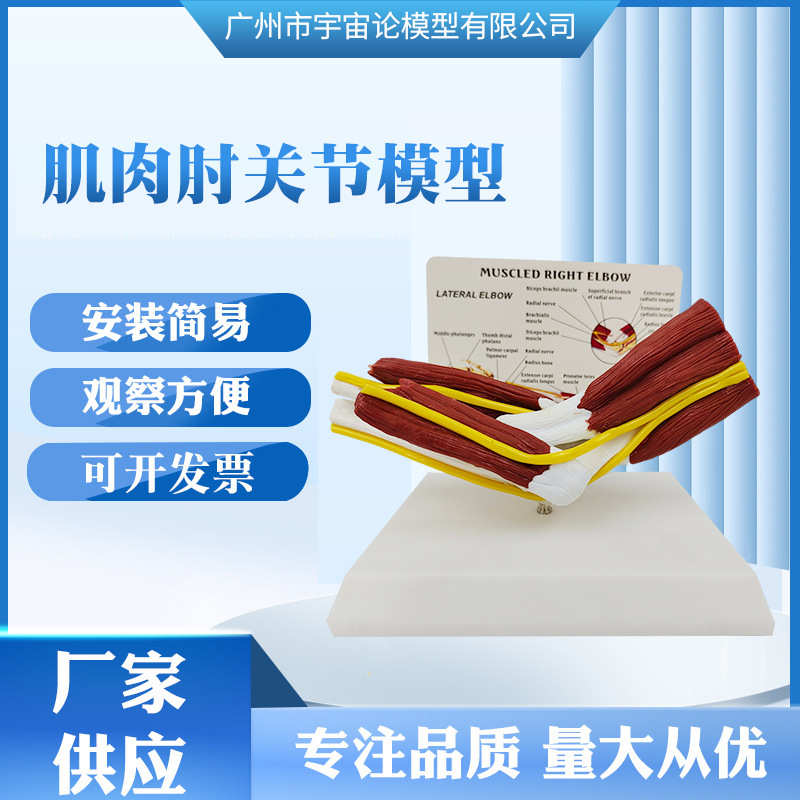 厂家供应 人体关节附肌肉模型 肘关节运动教学展示 骨科健身演示