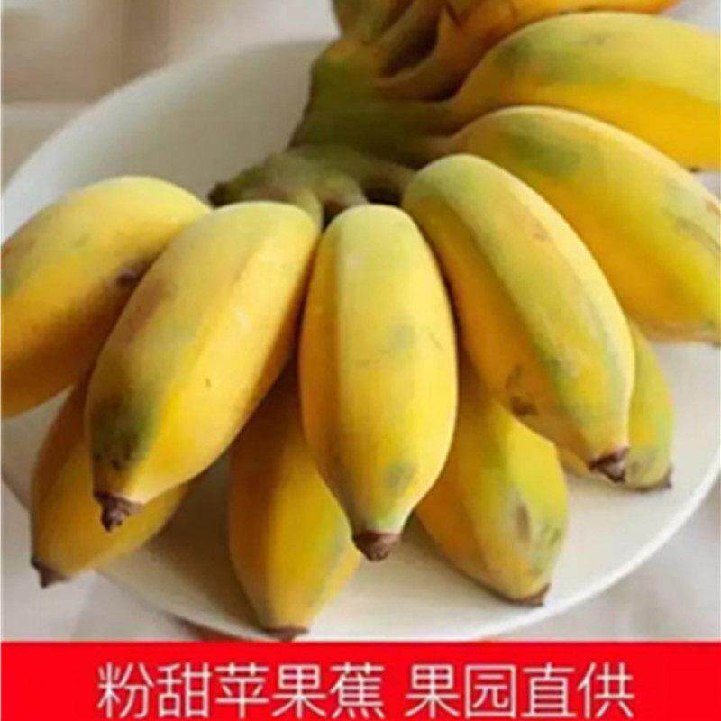 新鲜广西苹果蕉果园现摘果肉细腻入口绵密应季鲜果