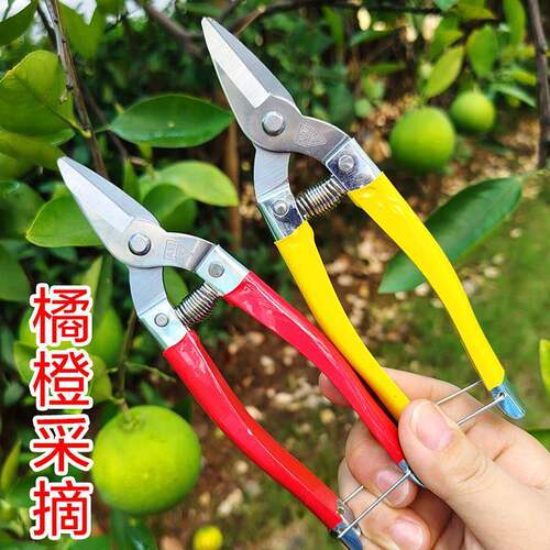 不锈钢蜜桔柑橘修枝小剪砂糖桔沃柑橙子专用采摘剪家用圆头水果剪