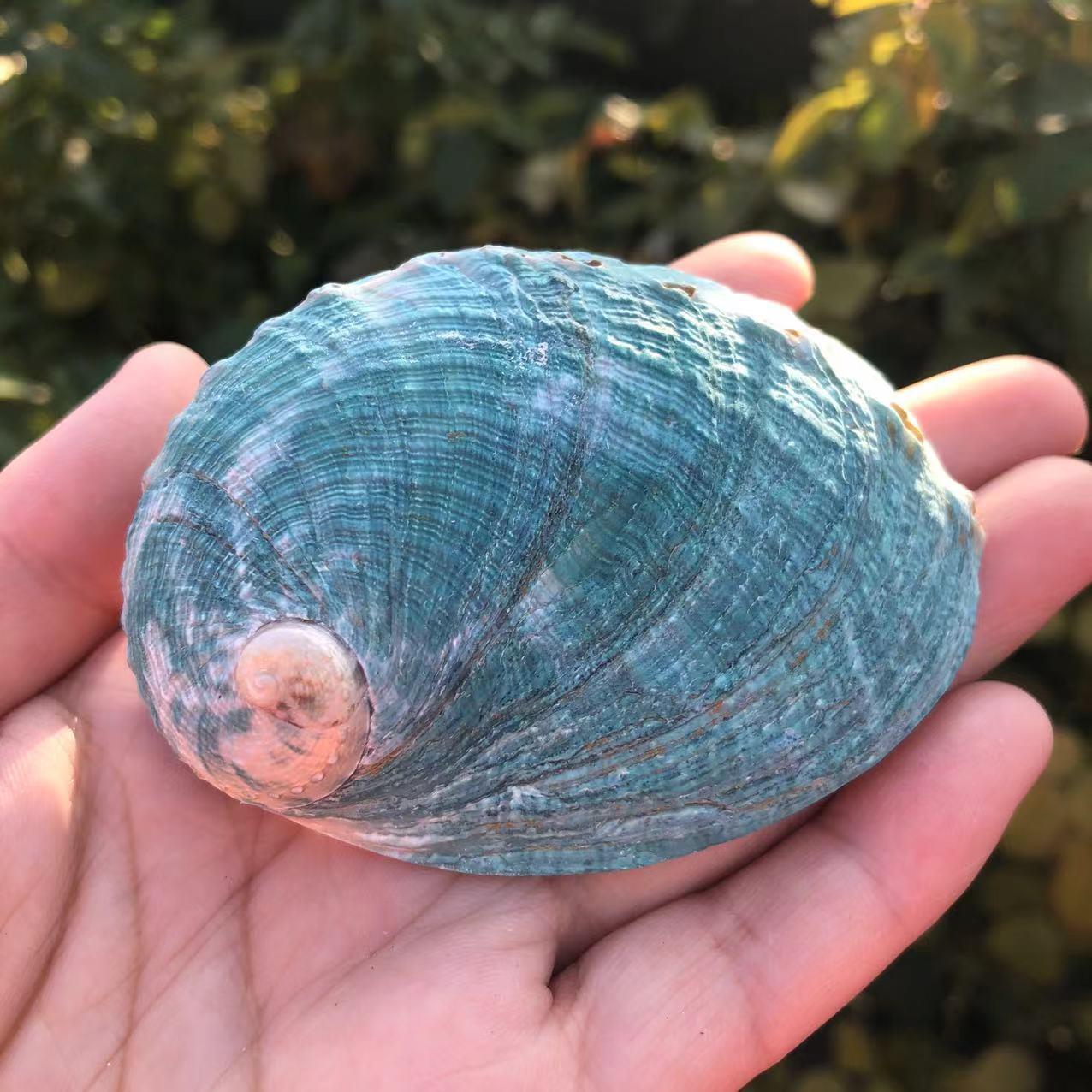 贝壳海螺绿天鲍然壳鼠尾鱼草器皿容器燃烧壳烧盘鲍鱼鱼缸摆件.