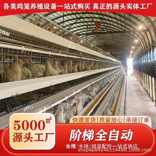 全自动化蛋鸡笼养殖场自动化设备大型养鸽笼多层阶梯笼养殖鹌鹑笼
