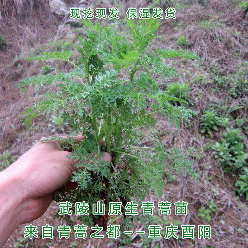 酉阳武陵山绿植原生青蒿苗黄花蒿艾蒿苦蒿药材盆栽香蒿包邮