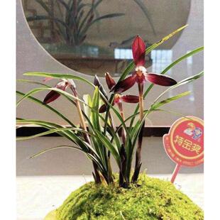 娄山红春兰经典色花