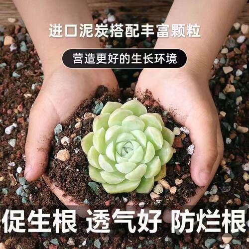 营养通用松针种菜专用栽培基质