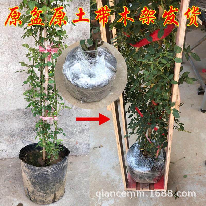 品种欧月 多花蔷薇苗 当年开花藤本月季苗 爬藤花卉龙沙宝石