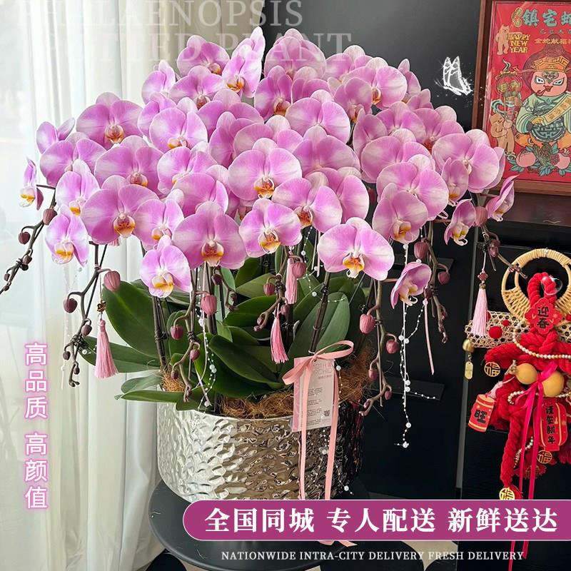 全国年宵花蝴蝶兰盆栽带真鲜花速递同城开业乔迁上海北京广州配送