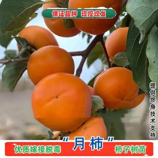 广西恭城脆甜柿子树果苗月柿水柿树苗盆栽庭院柿子苗南方北方种植