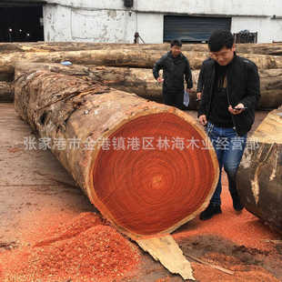 张家港生态红花梨原木 红花梨 提供 非洲红花梨木料