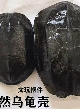 天然完整乌龟壳真墨龟草龟板六爻工具文玩手把挂摆件富甲天下
