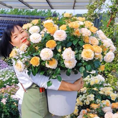 新品灌木月季欧月果汁阳台母本大苗浓香多季开花耐寒耐热盆栽植物