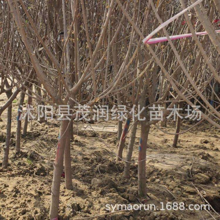 庭院观赏绿化树单杆树树状腊梅 行道树腊梅盆栽 腊梅树