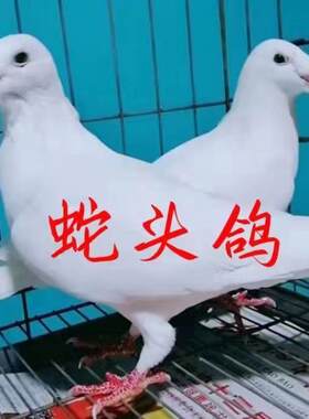 头型鸽俄罗斯鸽子活体一对青年种鸽白色瓦灰黄杠舌头