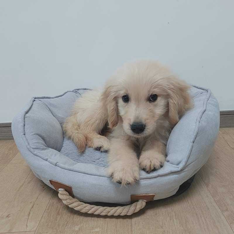 外贸四季手提便携宠物窝垫子保暖耐磨耐撕咬狗狗窝猫窝宠物垫子,宠物/宠物食品及用品,狗窝/屋/帐篷/沙发,淘宝优惠券,粉丝福利购,淘宝优惠卷