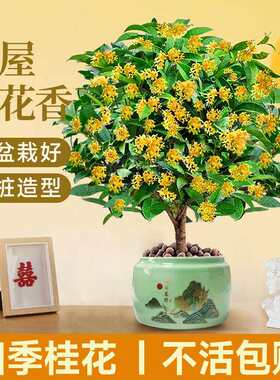 绿浓香型四季桂花盆栽花苞阳台植物室内庭院好养带丹金桂花卉
