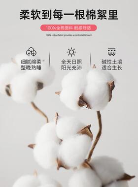 绗RBP纯棉床床套上盖四件100全棉单被套被罩榻榻米夹棉缝厚床单垫