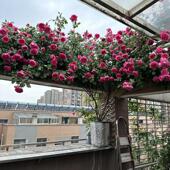 藤本月季 蔷薇大游行欧月大花浓香四季 花苗 花苗爬藤月季 开花月季
