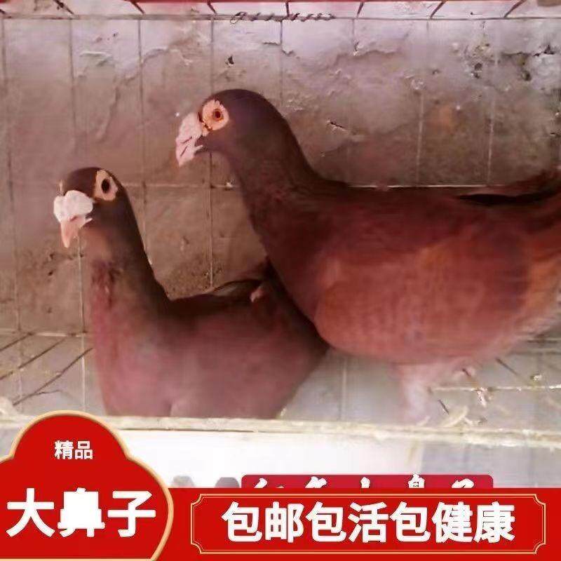 大鼻子观赏鸽开花大鼻子鸽子白大鼻子紫大鼻子黑大鼻子瓦灰大鼻子