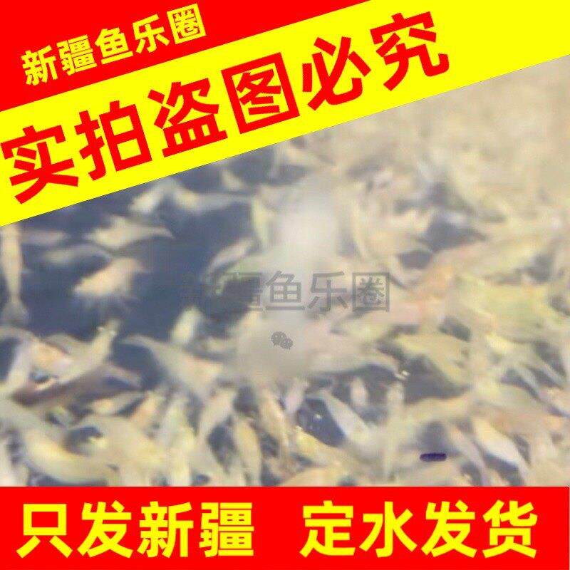 新疆包邮黑壳虾工具虾观赏虾活体虾缸清藻草缸清洁新疆观赏鱼