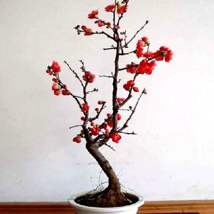 海棠花苗盆栽植物开花庭院绿植重瓣长寿 西府垂丝海棠苗室内
