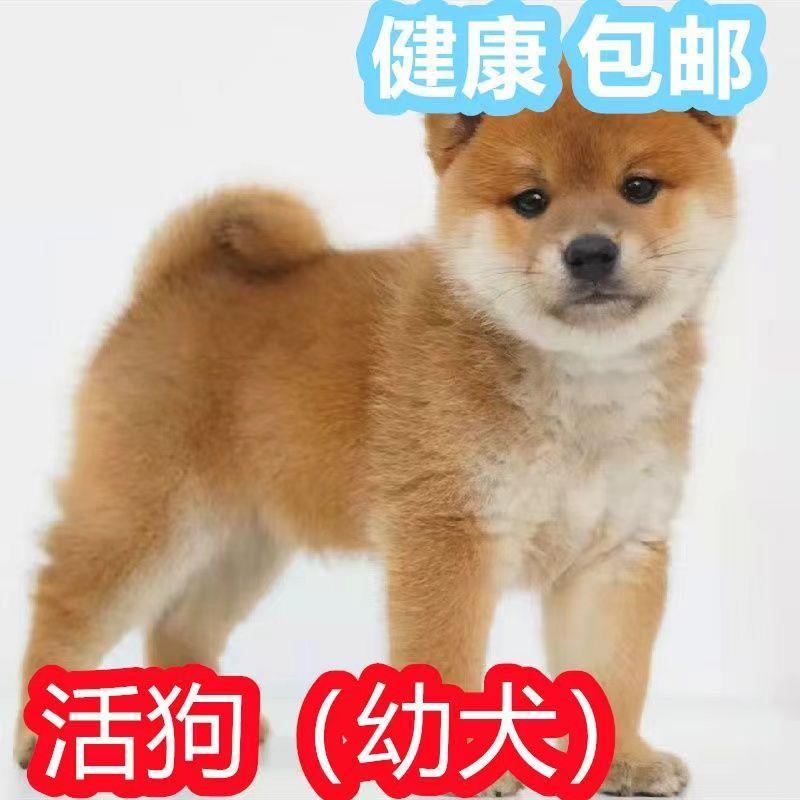 柴犬幼犬活幼体日本柴犬幼崽小型犬赤柴豆柴家养宠物狗长不大柴犬