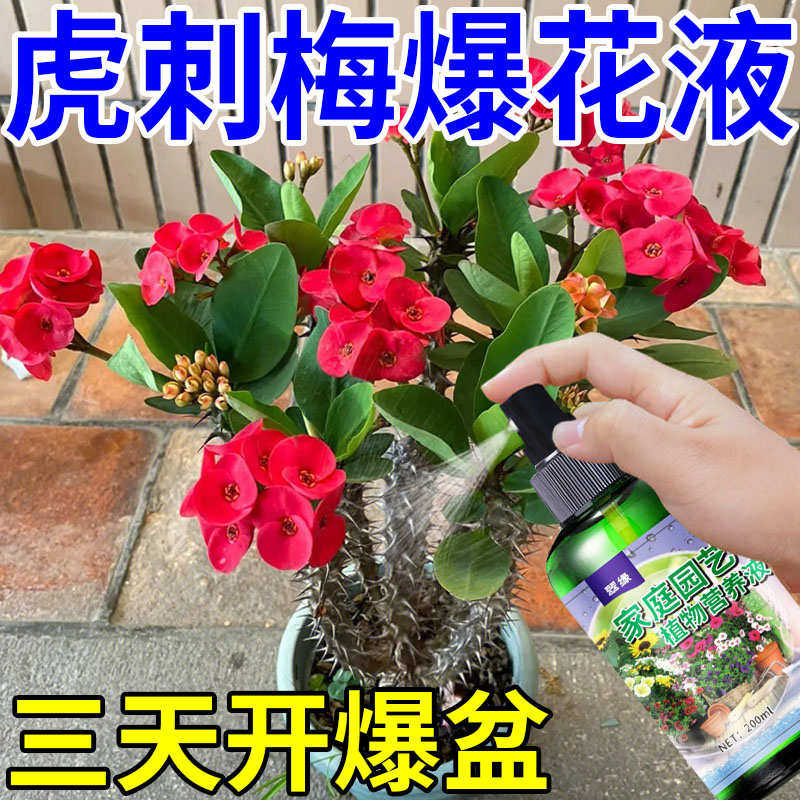 虎刺梅专用肥治黄叶植株矮小花色暗淡壮根促开花营养液植物通用型