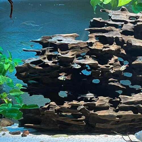 虾木多孔沉木鱼缸造景龙骨木虾窝繁殖躲避屋镂空观赏摆件天然装饰