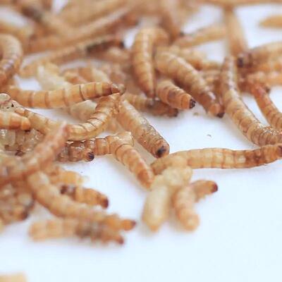 hamster food仓鼠粮食观赏鱼面包虫干500克饲料营养