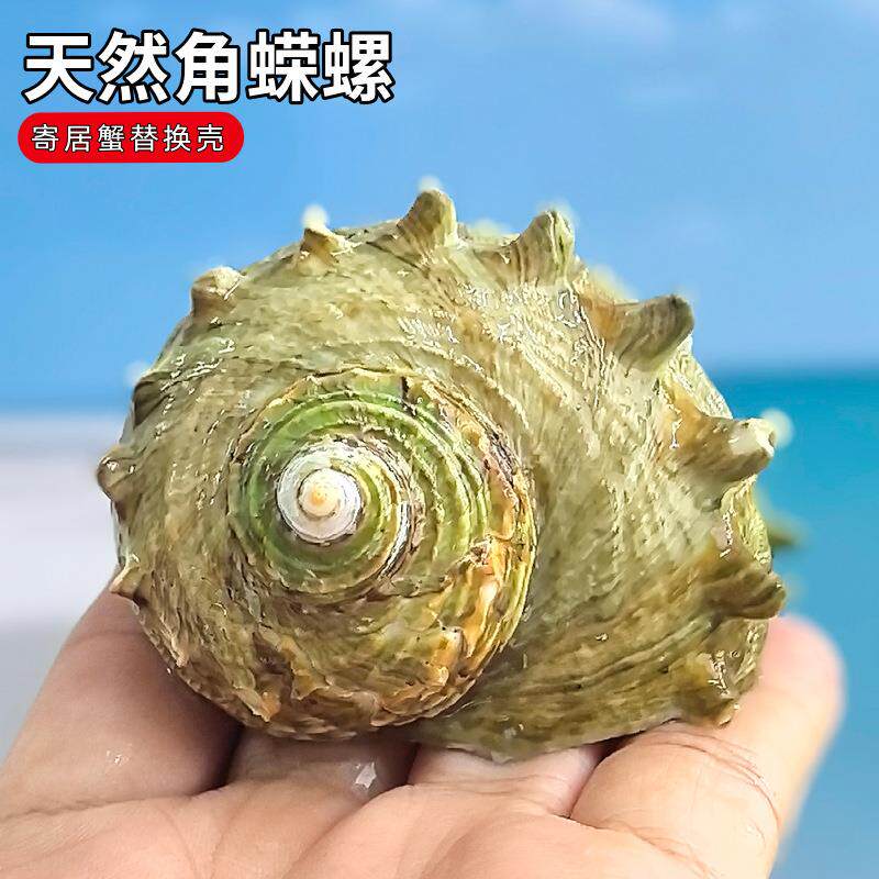 天然海螺贝壳角蝾螺绿蝾螺家居收藏摆件鱼缸水族装饰婚庆拍摄道具